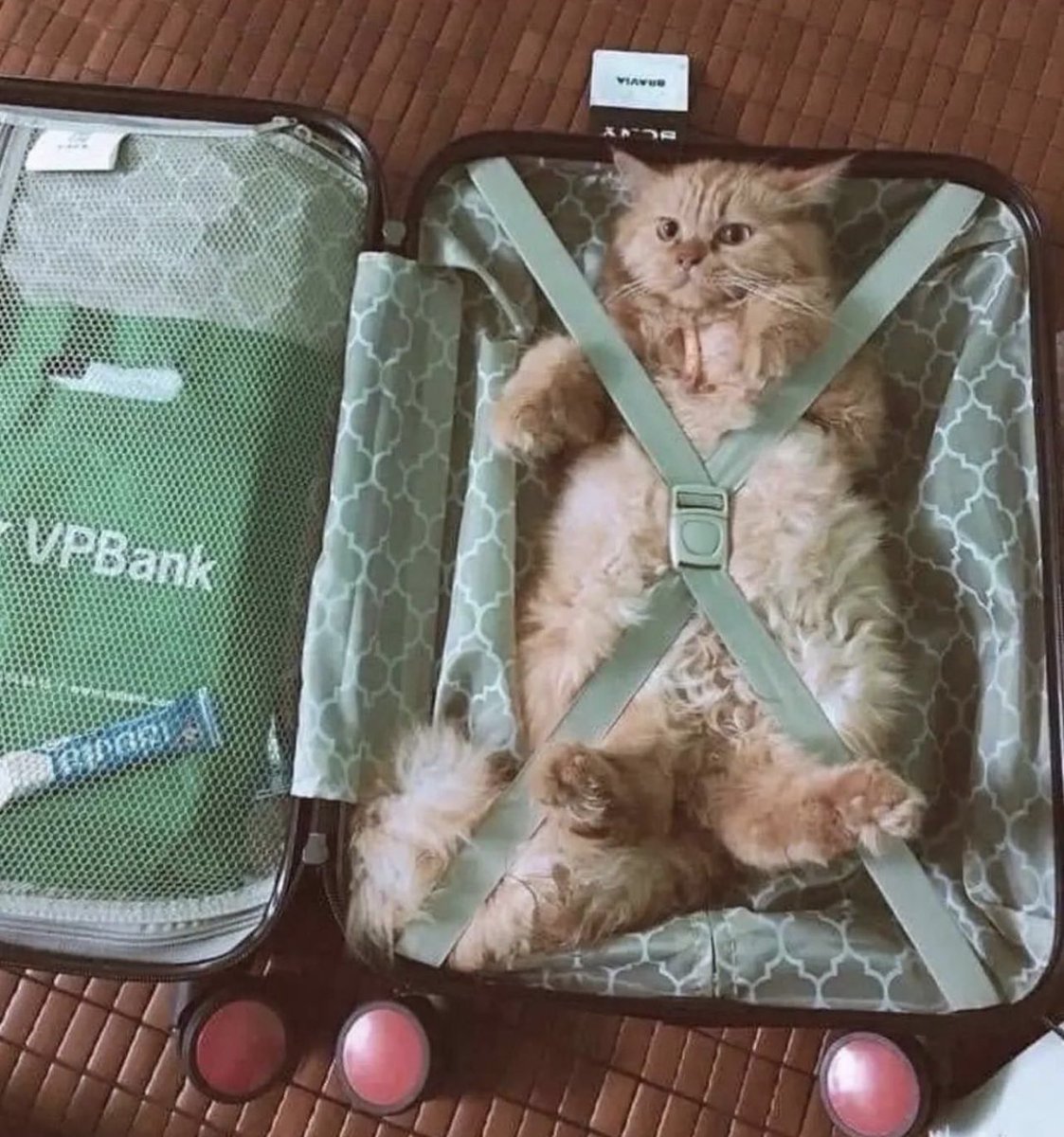 petsfess's tweet photo. aku kalo packing pas liburan 🐈 : https://t.co/zIpBSbA01w