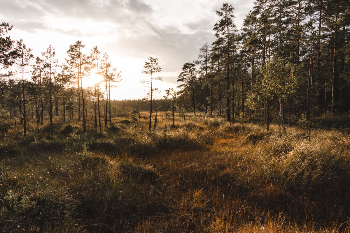 #India is home to 650 endemic #tree species found nowhere else in the world, 8% of the world’s biodiversity and three #biodiversity hotspots.

Read how #climatechange is driving #forestloss in these biodiversity hotspots.

Click here for more such stories:
wenaturalists.com/post/620269cd3…