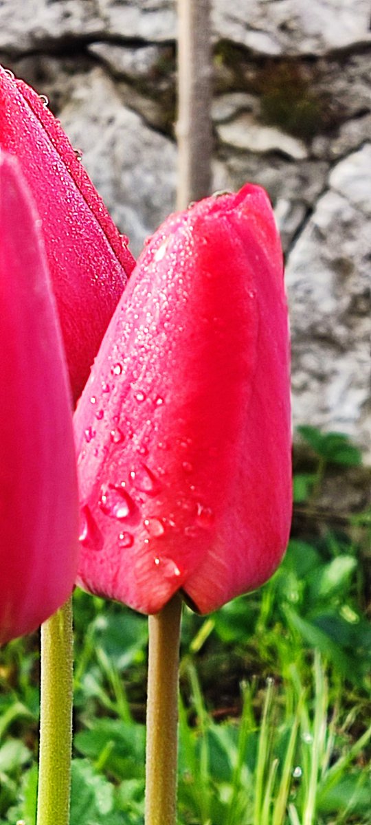 seydisimsek's tweet photo. Lale... #lale #bahar #doga #NaturePhotography #nature #NaturalBeauty #tulip #ibradi #uzumdere https://t.co/C309SEkQcR