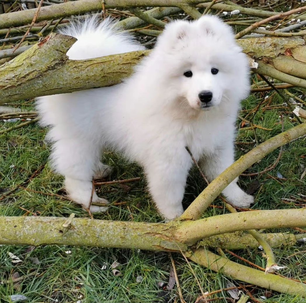 Charming_Dog's tweet photo. Dogs just want to work hard.#cute #puppy #cutedog #samoyed https://t.co/Nqs6PbudIZ