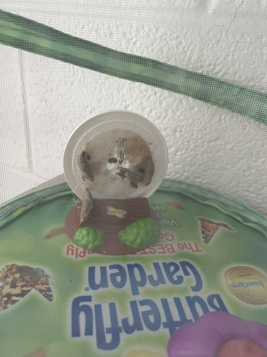 MrsCaulder's tweet photo. Today we moved our chrysalises to their butterfly net! The kids were SO excited and can’t wait to see them emerge. I don’t know who is more excited, them or me? @montclair_elem #montypride #sofun #bestschool #writingopportunity #2ndgradefun https://t.co/TauxP4Ybiz