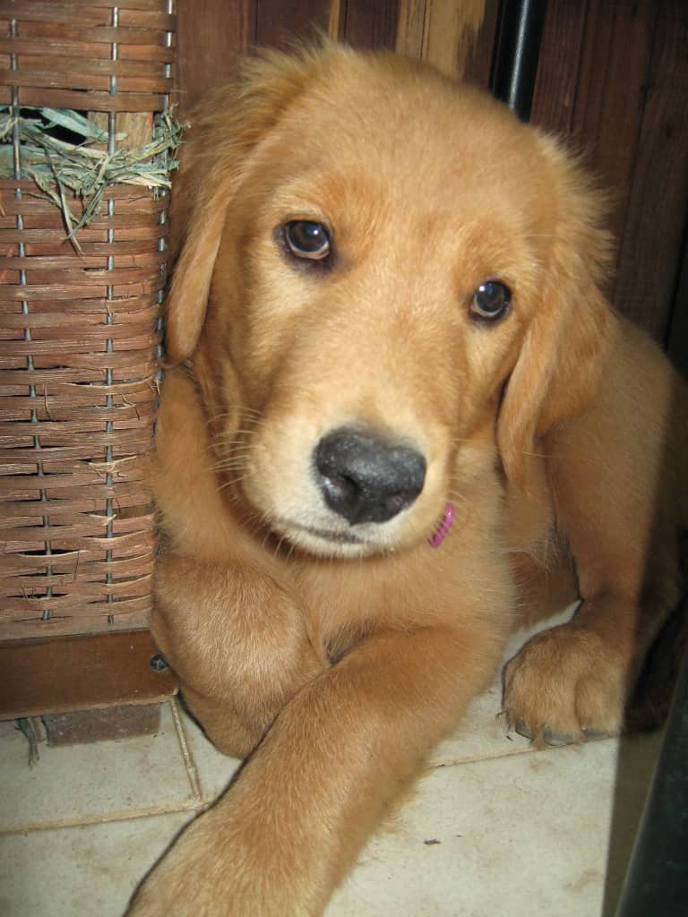 joserckeller's tweet photo. Canela nació en una casa de monjas. Tenían tantos cachorritos, que debían darlos en adopción. Nosotros siempre habíamos querido un golden, pero no teníamos el dinero para comprar.

Cuando llegamos a donde las monjas, Canela fue la primera cachorrita que salió a recibirnos. https://t.co/OzxrU0siSm