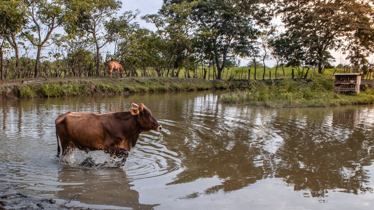 DREAM_draws's tweet photo. Fotografiando al ganado, claro que si 🐮🐄
#cows #NaturePhotography #sunset #animal #Ecuador #yaguachi https://t.co/NkDjfL1QT0