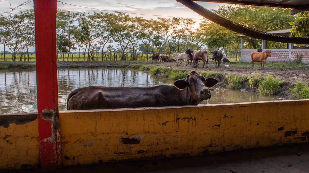 DREAM_draws's tweet photo. Fotografiando al ganado, claro que si 🐮🐄
#cows #NaturePhotography #sunset #animal #Ecuador #yaguachi https://t.co/NkDjfL1QT0