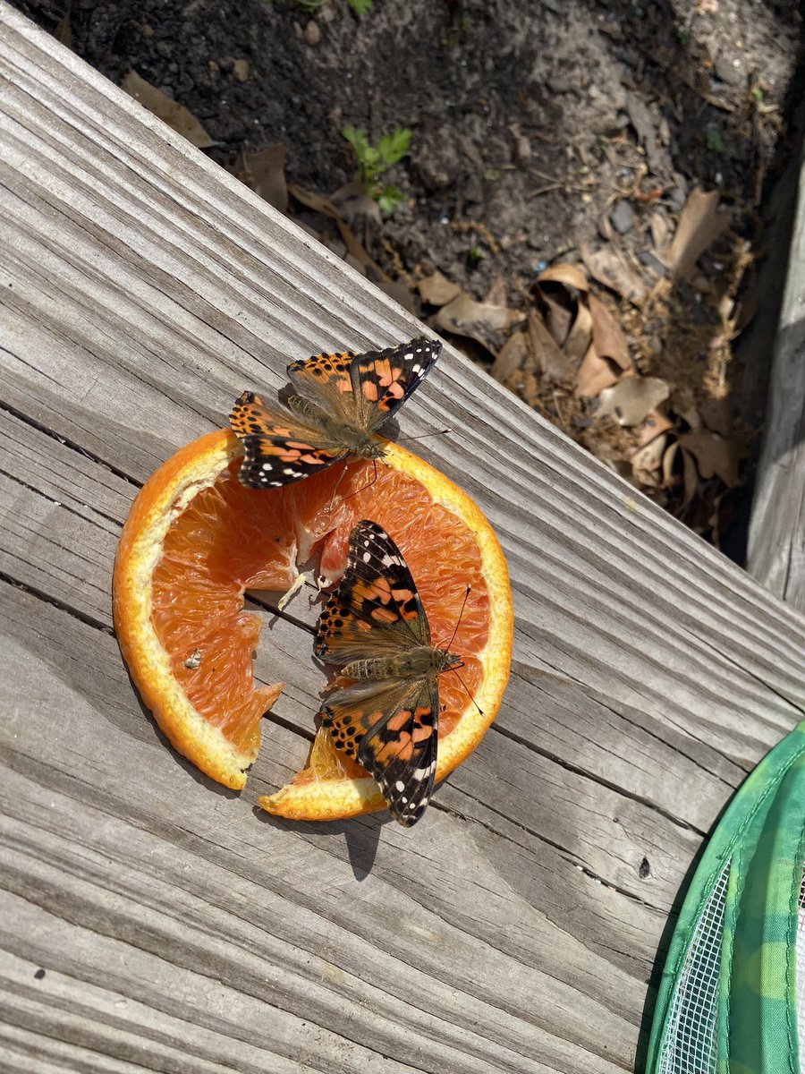 Eva Perales tweet media