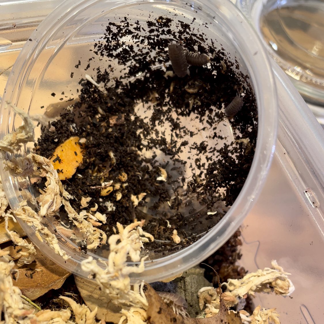 rpfoliage's tweet photo. New family members!
Cubaris sp. Borneo 
C. murina
Cubaris “rubber ducky”
#isopods #cubaris #etsy https://t.co/wHHY0YLLjM