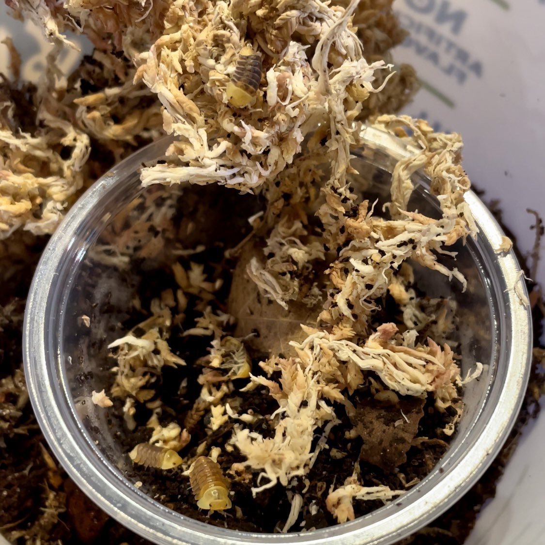 rpfoliage's tweet photo. New family members!
Cubaris sp. Borneo 
C. murina
Cubaris “rubber ducky”
#isopods #cubaris #etsy https://t.co/wHHY0YLLjM