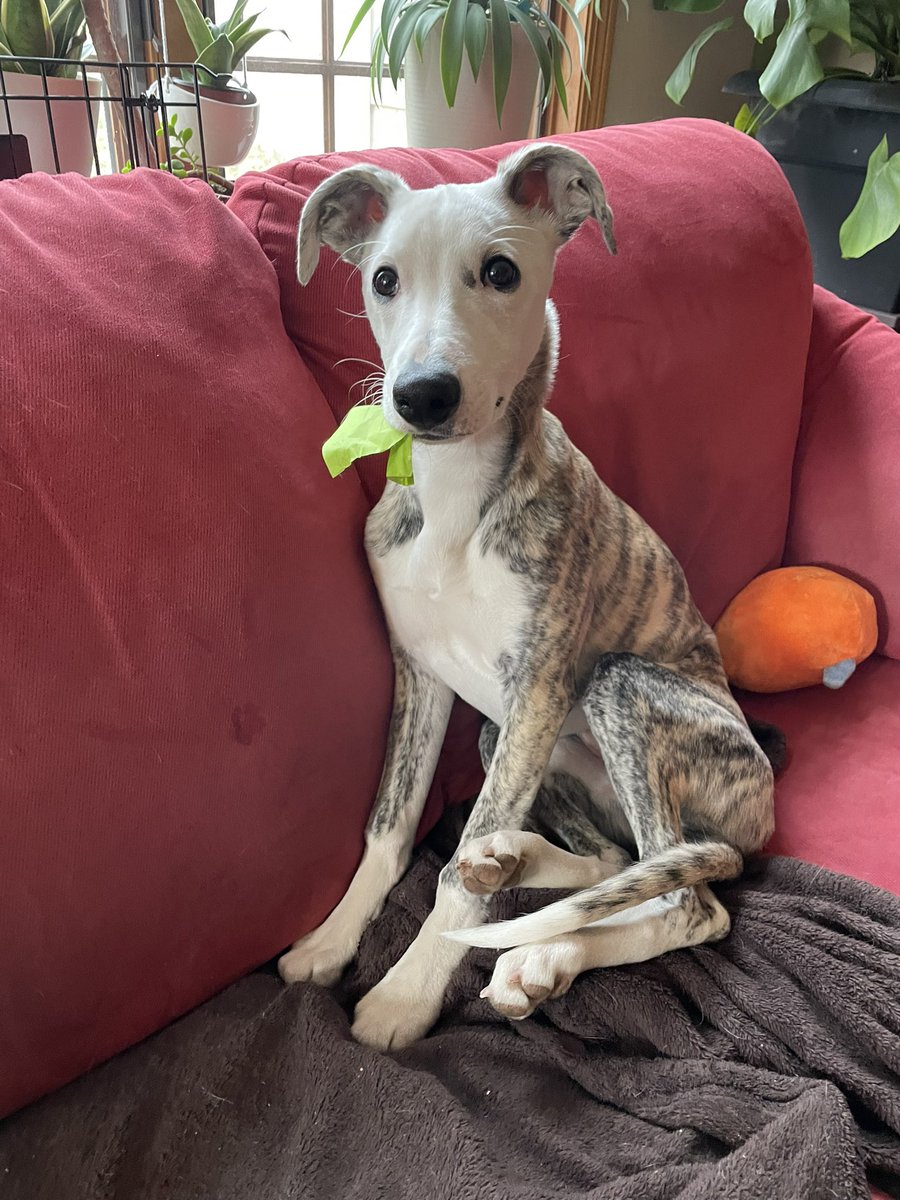 Sarah N. Anderson tweet media