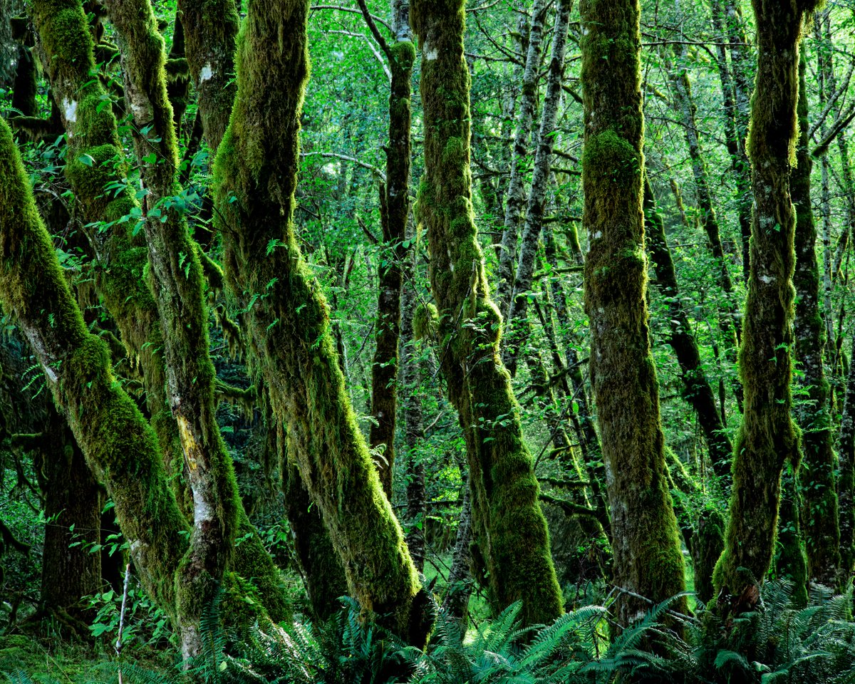 ShoreStudios's tweet photo. I've always appreciated storytelling. I shoot exclusively with a large-format camera &amp; reveal my subject slowly, inviting the viewer to investigate further. Some stories, though, are harder to tell. Our wilderness is vanishing. My @foundation genesis. 1/1s https://t.co/Skj0YPvkiz https://t.co/oe0syc0XuA