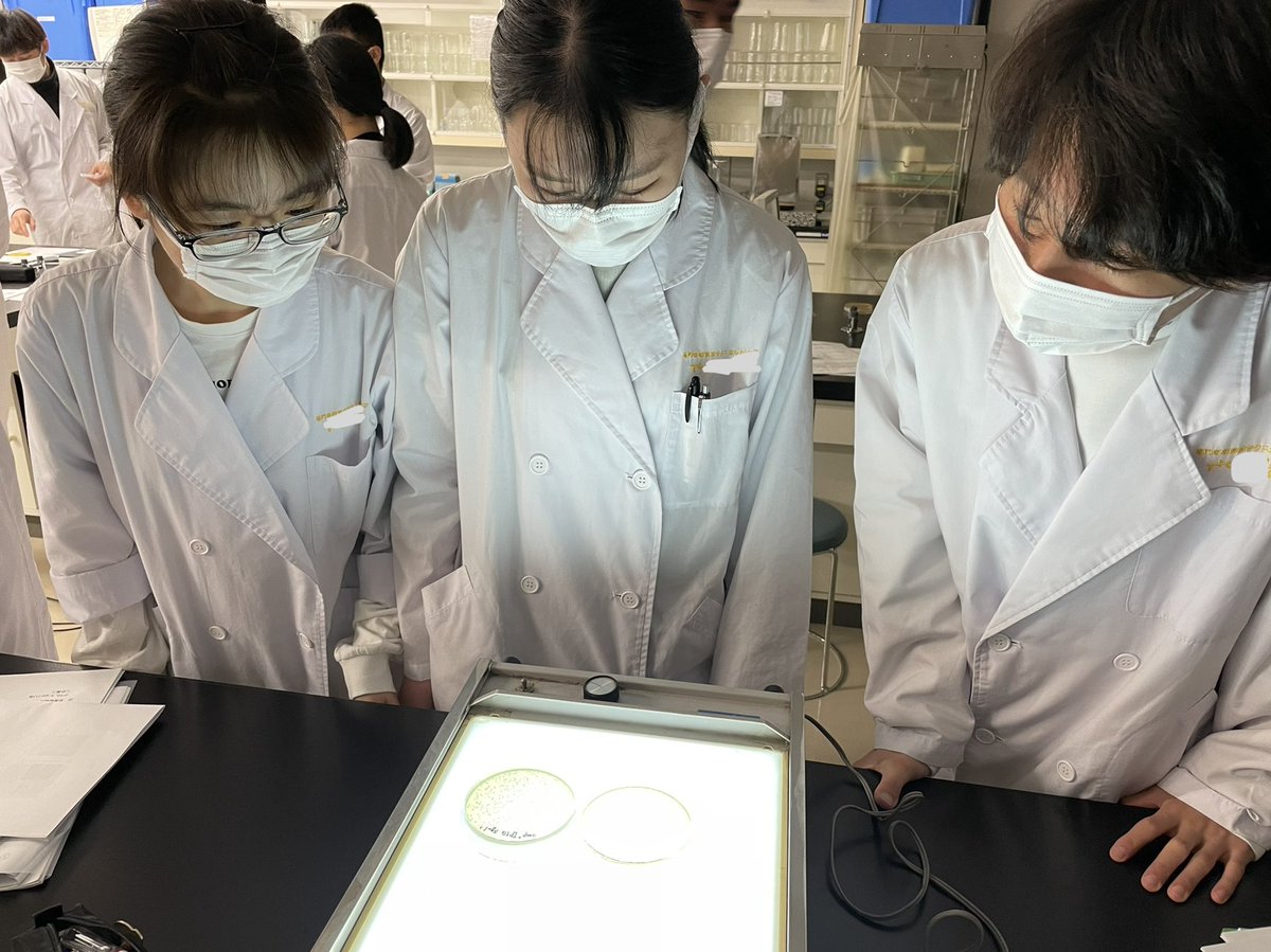 TTCbio's tweet photo. 今日の2年生は？

暗がりで何やってるの？

遺伝子工学実習で
lacZ遺伝子を発現した組換え大腸菌のコロニーを見てます😮

ブルー・ホワイトセレクションだね！
実験する姿が楽しそう🤗

#PUC19  #IPTG #Xgal https://t.co/C9pgBzTf3n