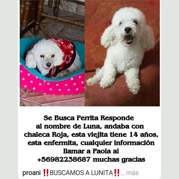 sally198022's tweet photo. #ChaoNetflix  Por favor si alguien la ve se anda con chaleco rojo se perdió en el sector de Michelson con Caburga en San Joaquin https://t.co/3u8QEaOGPY