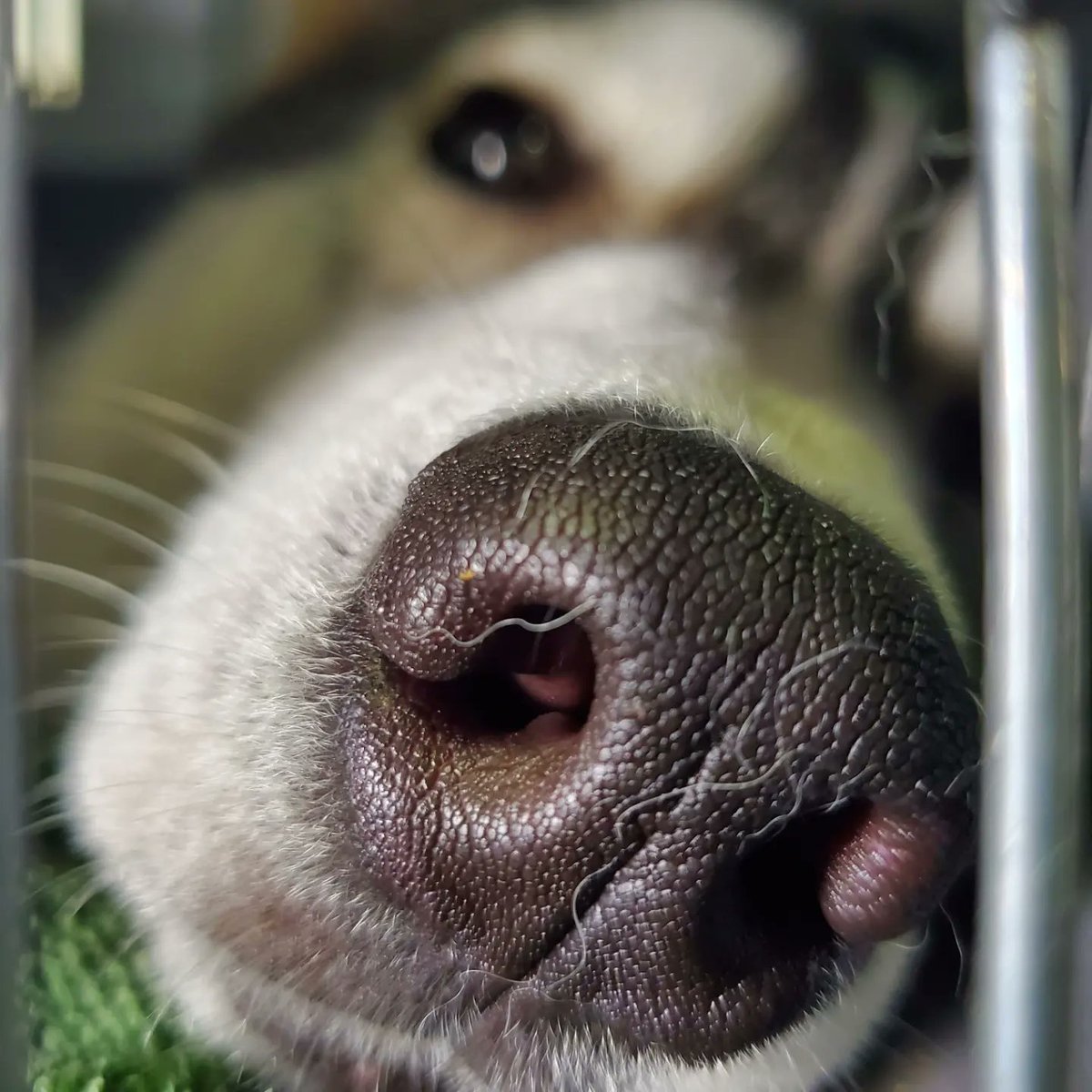 jetfastpet's tweet photo. Husky "SKY" from Indonesia to Taiwan

#petindonesiatotaiwan
#JETFASTPET #dogs #cats #internationaltravel
#petexport #petimport #petrelocation #pettravel
#petshipping #petshipper #pettransporter
#RNATT https://t.co/6KQ6VRWhK9