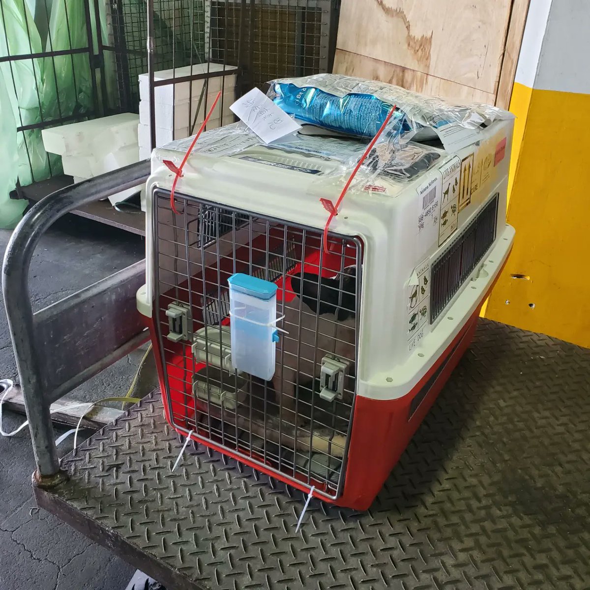 jetfastpet's tweet photo. Husky "SKY" from Indonesia to Taiwan

#petindonesiatotaiwan
#JETFASTPET #dogs #cats #internationaltravel
#petexport #petimport #petrelocation #pettravel
#petshipping #petshipper #pettransporter
#RNATT https://t.co/6KQ6VRWhK9