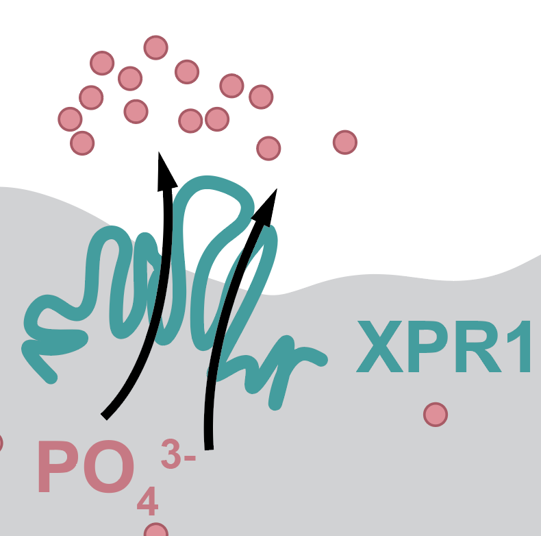 DanB0nD1's tweet photo. We scoured @depmap data and were intrigued that the phosphate exporter #XPR1 showed a striking killing pattern that was selective in #ovariancancer  and #EndometrialCancer. These are devastating diseases that need new therapeutic options! https://t.co/wzuCZg4ALR