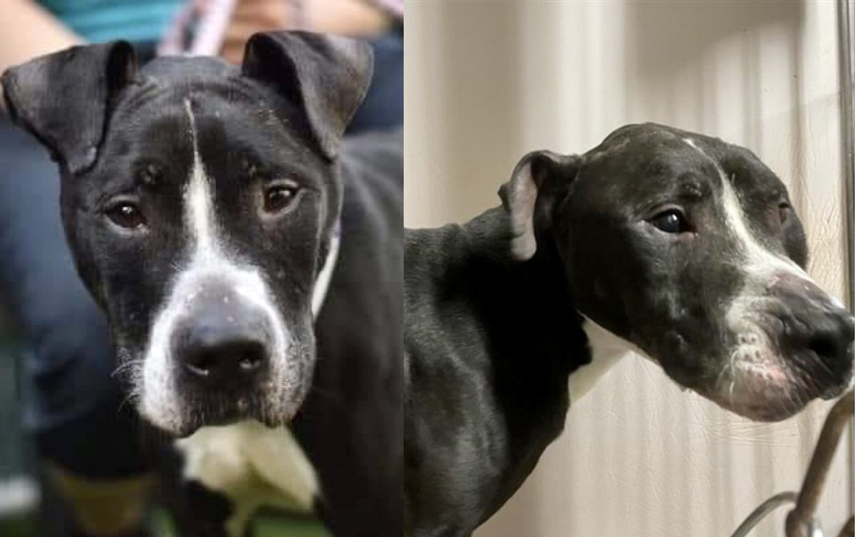 JR #140634, “skin and bones,” despite the obvious misery of his life so far, greets with wiggles and wags. An affectionate, loving and sweet dog who loves to be cuddled, @Nycacc kills him Tuesday. A precious dog: pledges to <a href="/TomJumboGrumbo/">Keith Olbermann's Dogs</a> PLEASE RT JR! facebook.com/mldsavingnycdo…