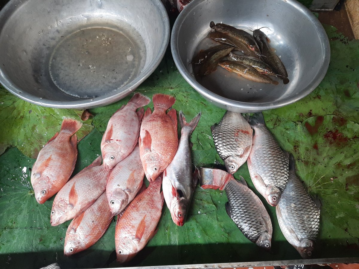 aquageimprove's tweet photo. Modern #markets is one of the most pre-requiste for #upgrading #Agriculture and #Aquaculture #Value_Chains @aquageimprove https://t.co/FBrFbfqqHr