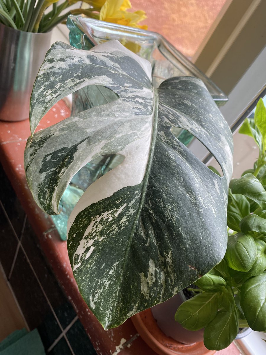 CaterpillarⓋ🌱 tweet media