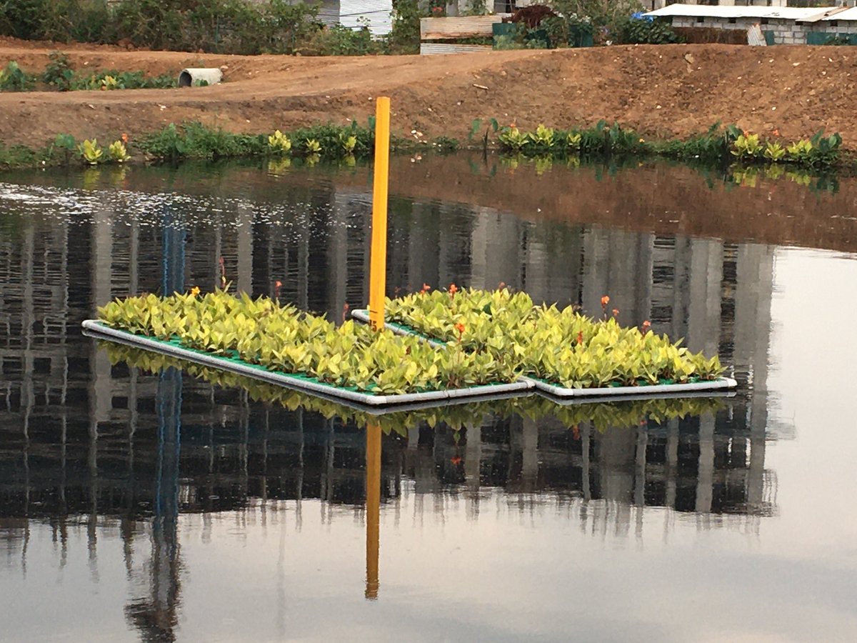 AMalligavad's tweet photo. Floating Wetlands in my lakes…Helping to remove excess nutrients in water and helping to rebuild ecosystem 🦋🐝🐟🕊 https://t.co/DDzPgF0Vib