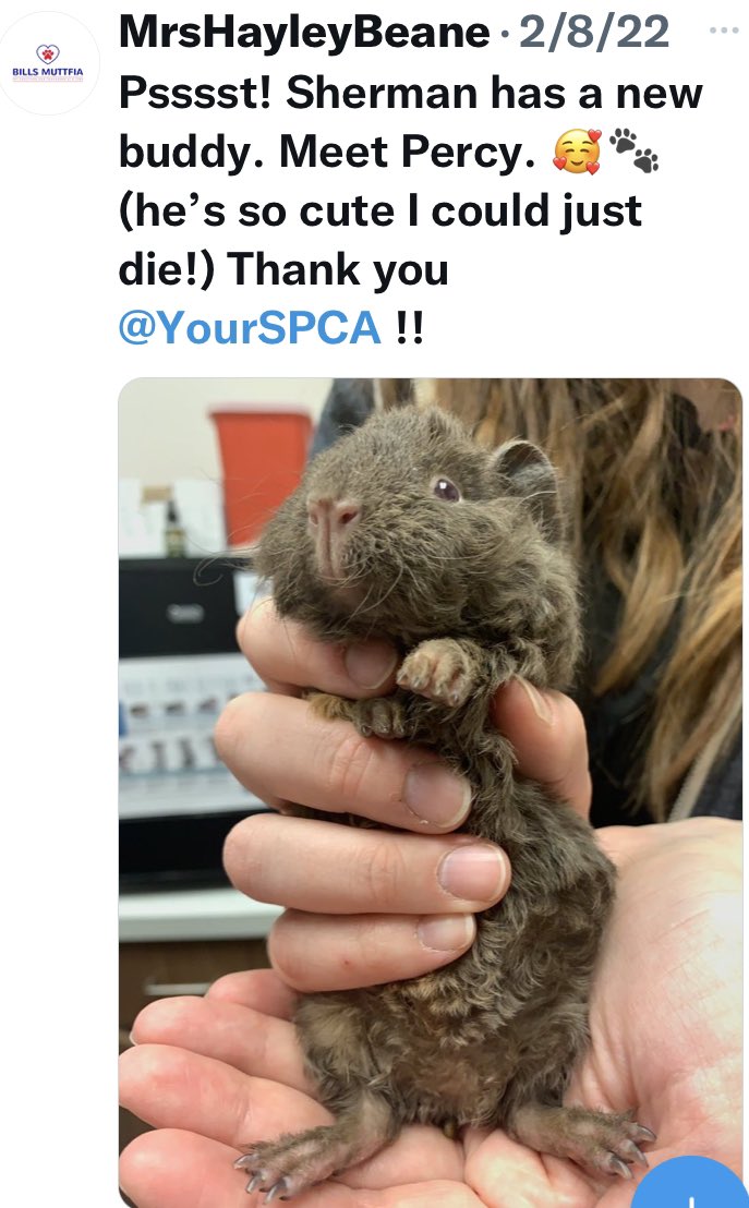 Mrshayleybeane Beane Mrs Twitter