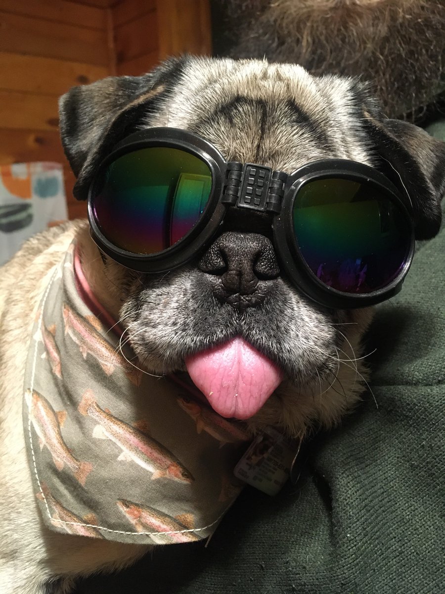 Getting ready for hot pug summer #puglife #scribblepugtot #tongueouttuesday @ScribblePug #pug