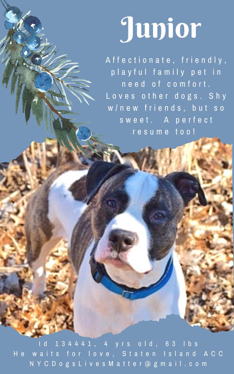 NMBewitched's tweet photo. Junior😍🤩
#NYCACC
#134471
TBK 4/21
https://t.co/u9tXGyr9vN
Brindle Magic🥰
Here Lays my 💘
Carries Toys Around
Intake 1/18
Shelter Stress😱
Our Precious 🤓🐶 is Bored
Loves People, his People
Remember Kobe? Twinzies
Toys, Chews &amp; U
Oh 🐶 Companion, please
#Pledge
#Rescue Only🙄 https://t.co/pMbQNsCk0o