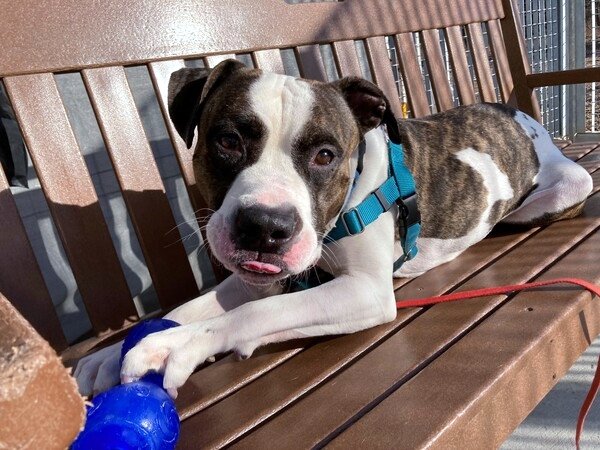 NMBewitched's tweet photo. Junior😍🤩
#NYCACC
#134471
TBK 4/21
https://t.co/u9tXGyr9vN
Brindle Magic🥰
Here Lays my 💘
Carries Toys Around
Intake 1/18
Shelter Stress😱
Our Precious 🤓🐶 is Bored
Loves People, his People
Remember Kobe? Twinzies
Toys, Chews &amp; U
Oh 🐶 Companion, please
#Pledge
#Rescue Only🙄 https://t.co/pMbQNsCk0o