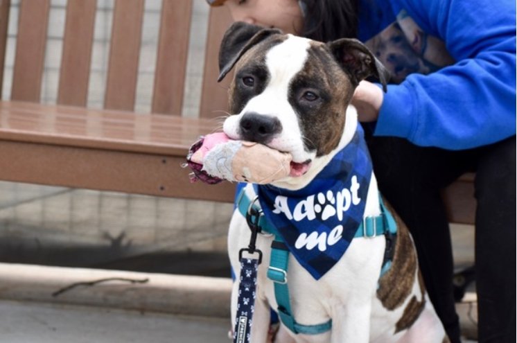NMBewitched's tweet photo. Junior😍🤩
#NYCACC
#134471
TBK 4/21
https://t.co/u9tXGyr9vN
Brindle Magic🥰
Here Lays my 💘
Carries Toys Around
Intake 1/18
Shelter Stress😱
Our Precious 🤓🐶 is Bored
Loves People, his People
Remember Kobe? Twinzies
Toys, Chews &amp; U
Oh 🐶 Companion, please
#Pledge
#Rescue Only🙄 https://t.co/pMbQNsCk0o