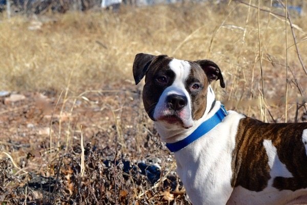 NMBewitched's tweet photo. Junior😍🤩
#NYCACC
#134471
TBK 4/21
https://t.co/u9tXGyr9vN
Brindle Magic🥰
Here Lays my 💘
Carries Toys Around
Intake 1/18
Shelter Stress😱
Our Precious 🤓🐶 is Bored
Loves People, his People
Remember Kobe? Twinzies
Toys, Chews &amp; U
Oh 🐶 Companion, please
#Pledge
#Rescue Only🙄 https://t.co/pMbQNsCk0o