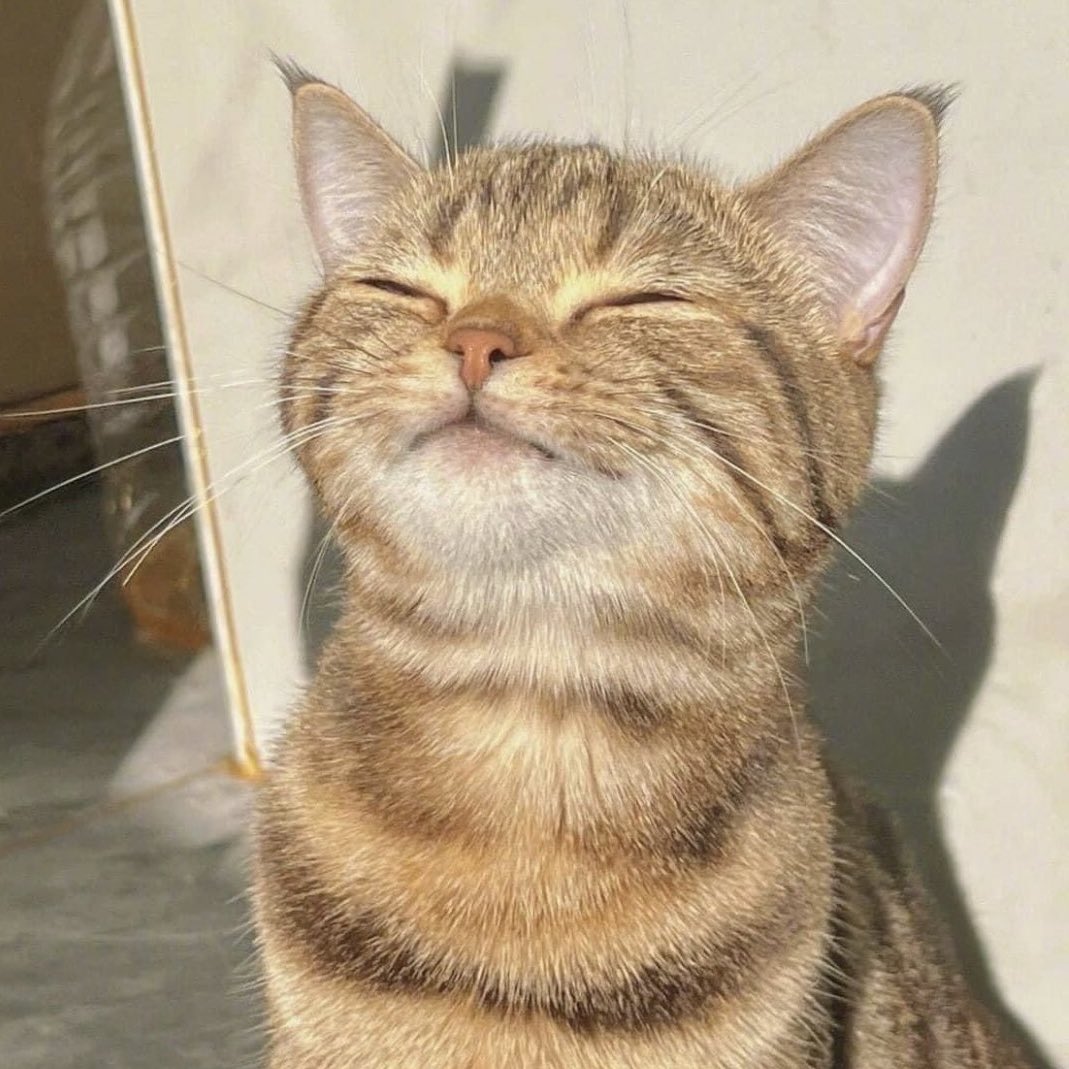 churr913's tweet photo. 행복한 고냥이 https://t.co/GO81KDUMIS