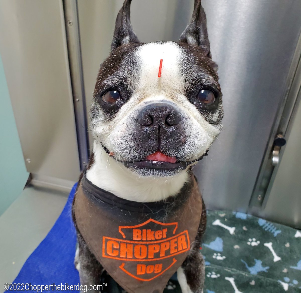 ChopperBikerDog's tweet photo. Just another day getting poked in my head... ๐คฃ๐คฃ๐คฃ Back again today for my acupuncture treatment at the Bird Rock Animal Hospital #DogWithLiverCancer #DogWithCushings #DogWithAnemia #IMHA #VestibularDisease #ThreeYearSurvivor #Survivor #ChopperStrong #TeamChopper #Fighter https://t.co/7CgRTsXvKw