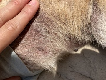 柴犬の皮膚の色が変わる シミができる理由と色素沈着について解説 Maccoの柴犬 Funブログ