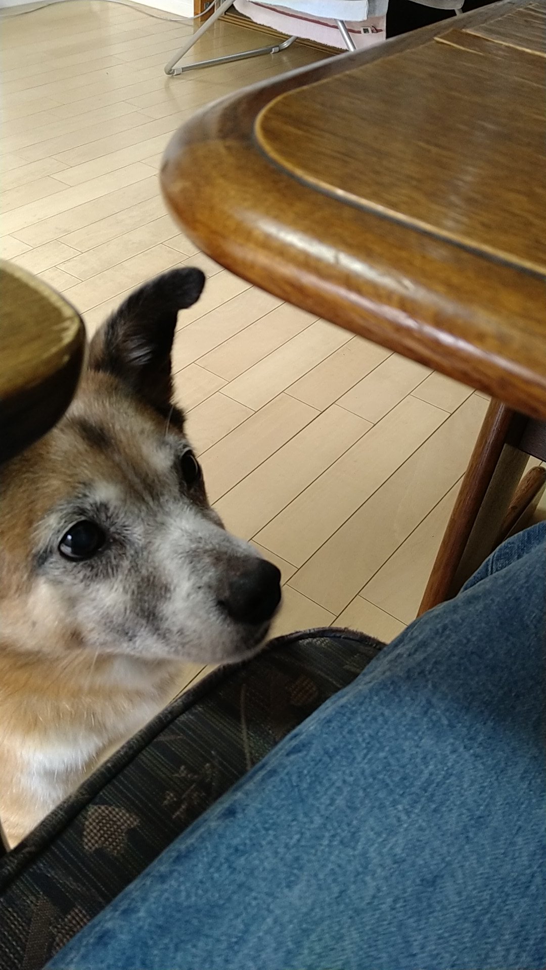 面白い犬 Twitter Search Twitter