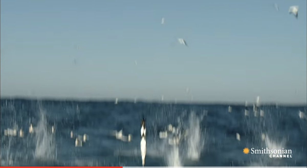 NatMoss's tweet photo. #DailyWow:
#Gannets Plunge into the Sea
https://t.co/zhC0FIXhrV #seabirds #sardines #ocean #marine https://t.co/uzWNCq2JcG