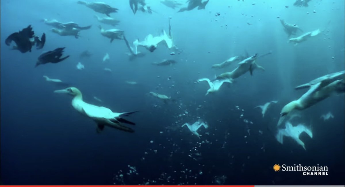 NatMoss's tweet photo. #DailyWow:
#Gannets Plunge into the Sea
https://t.co/zhC0FIXhrV #seabirds #sardines #ocean #marine https://t.co/uzWNCq2JcG