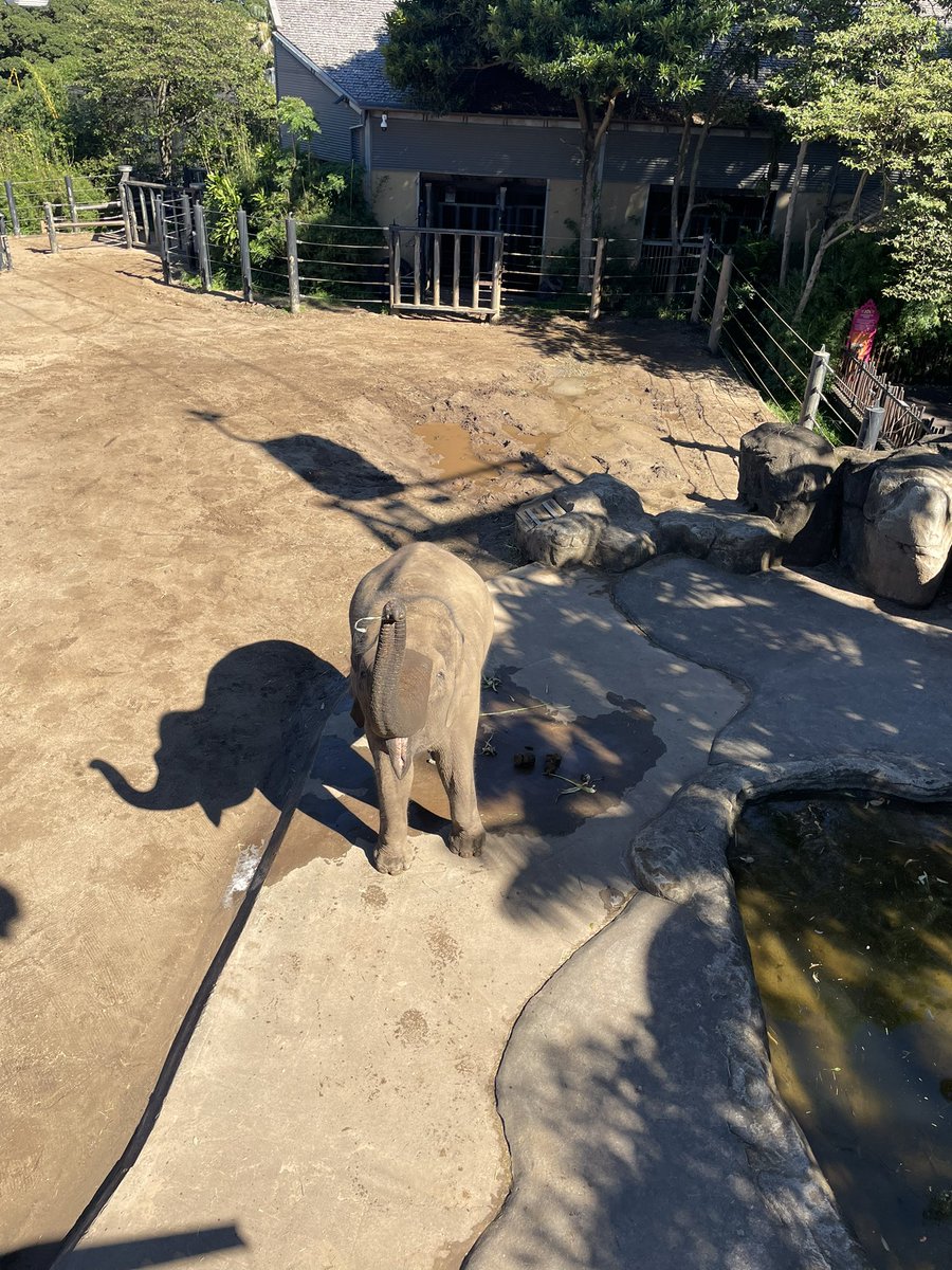 Amazing morning <a href="/tarongazoo/">Taronga Zoo</a> as part of Taronga Teachers’ Association learning about nature journaling. The private viewing of the elephants was absolutely amazing #STEMeducation #tarongazoo