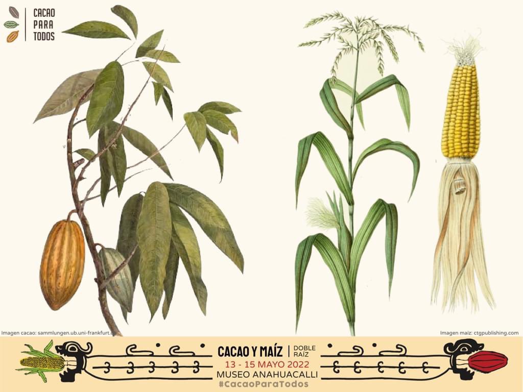 “Para las civilizaciones mesoamericanas, el maíz era un alimento a la medida del hombre, mientras que el cacao estaba vinculado a la divinidad”. 🌽🌱🍫✨

🐲2o Encuentro #Cacao y #Maíz #DobleRaíz.
🗓Del 13 al 15 de mayo 
📍Museo <a href="/anahuacalli/">Museo Diego Rivera Anahuacalli</a> 

#CacaoParaTodos #SomosDeCacaoYMaíz
