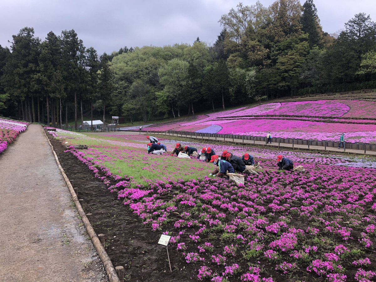 chichibukanko's tweet photo. 4月20日(水)の羊山公園芝桜の丘です。
今日は日頃のお手入れの様子をお届けします💁‍♂️

美しい景観を保つため、天敵となる雑草を手作業で、一つ一つ取り除いております✂️まさに職人技ッ❗️

列になって除草をすると…
綺麗なピンクの芝桜が顔を出します☺️

一同みなさまのご来園をお待ちしております！！ https://t.co/9B7O7o48o9