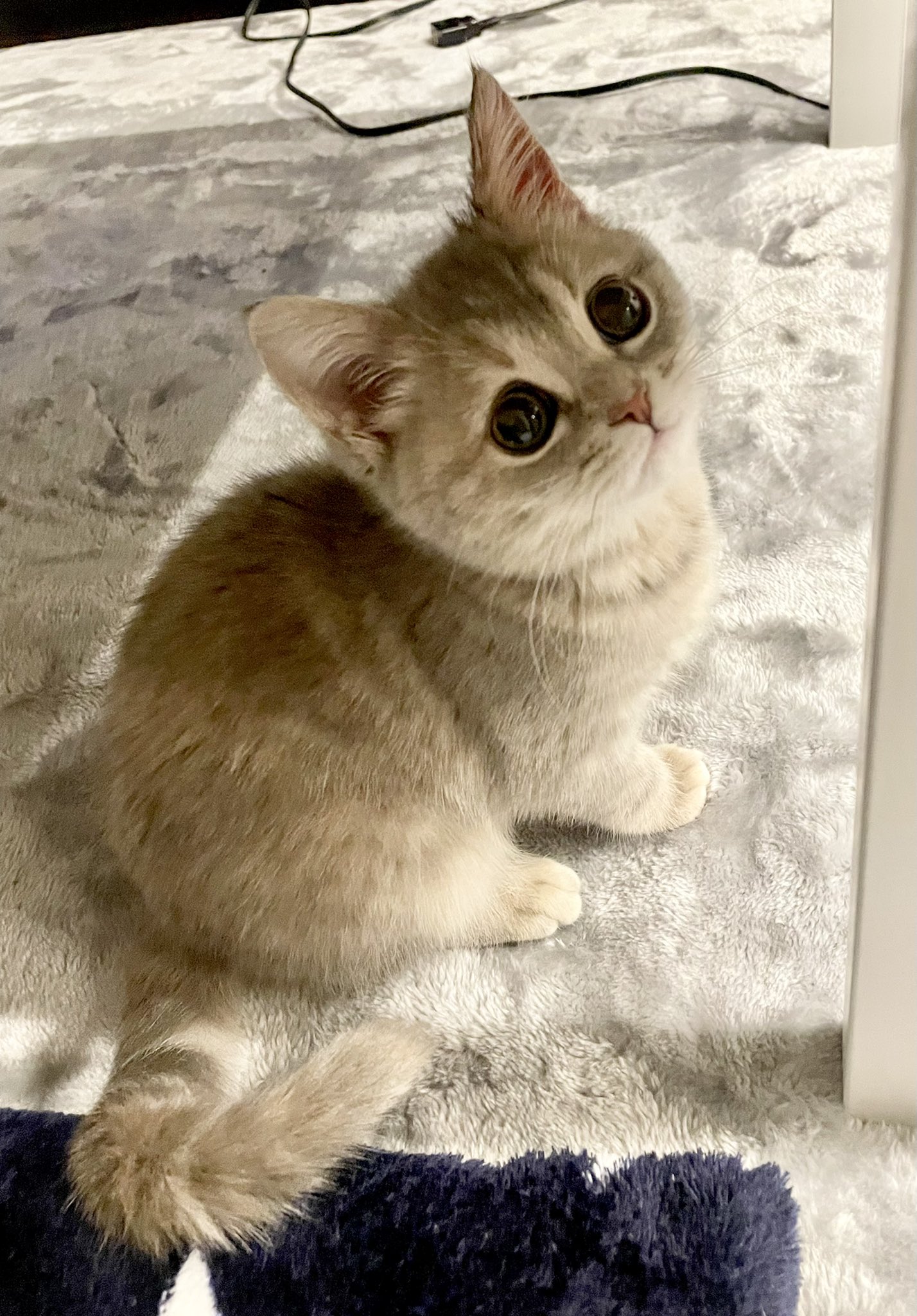 おんぷちゃん まんまるおしり ミヌエット マンチカン かわいい子猫 猫がいる暮らし 子猫と暮らす T Co Q3zqebff9b Twitter