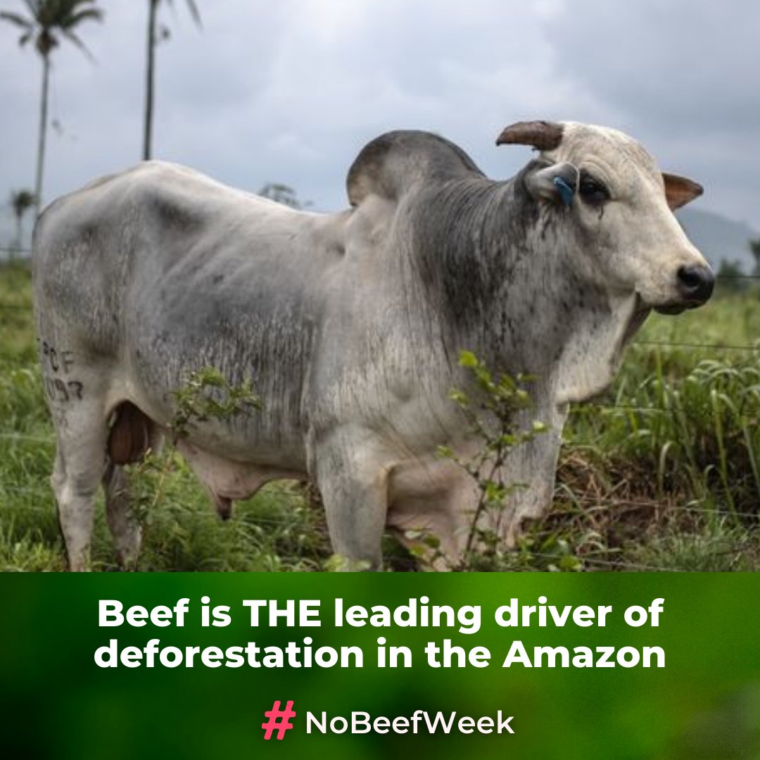 #NoBeefWeek tweet media