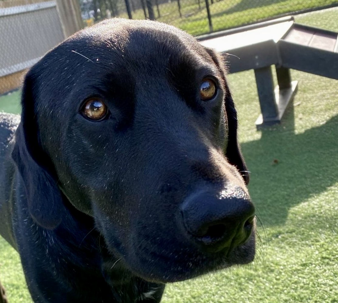 Dinger the Dog tweet media