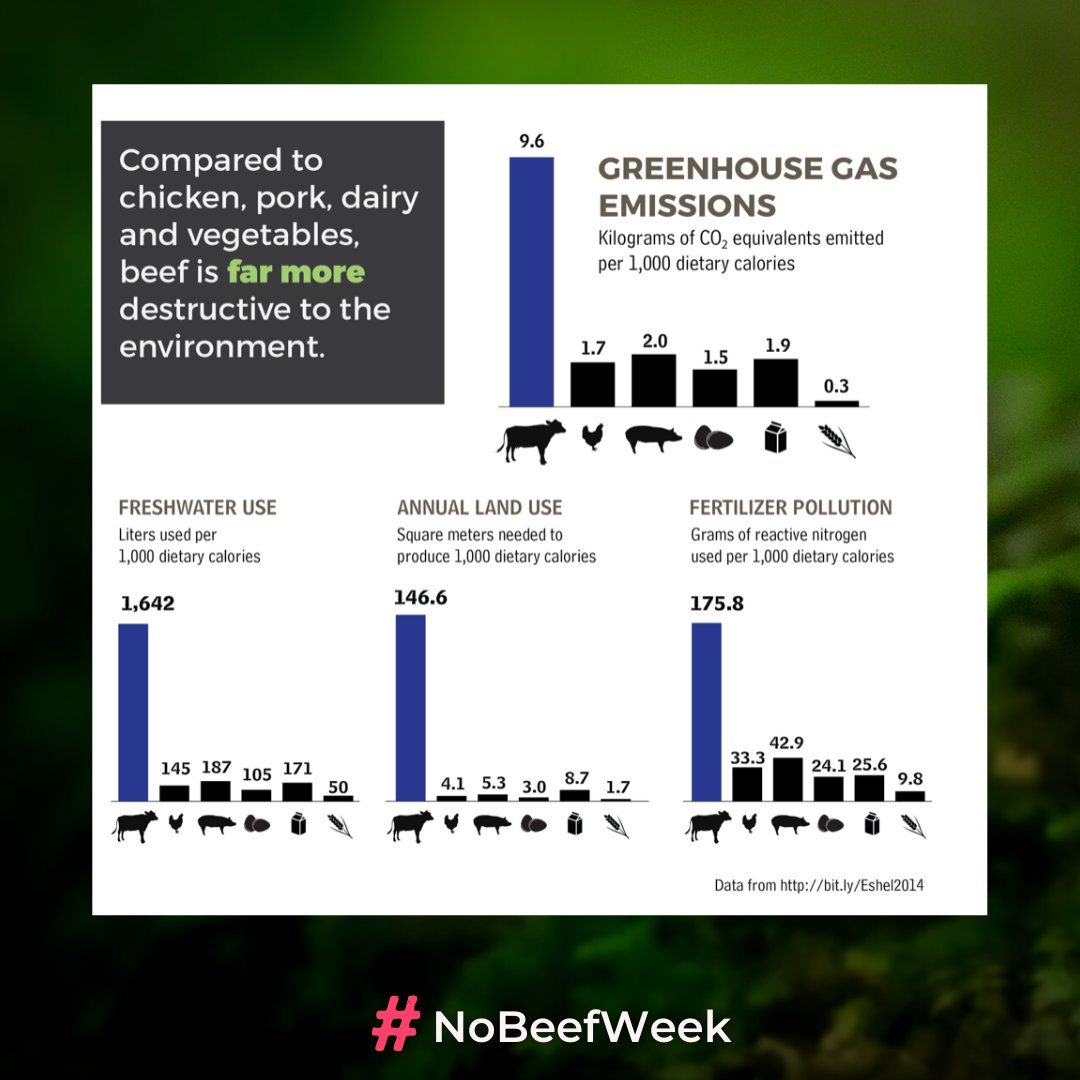 #NoBeefWeek tweet media