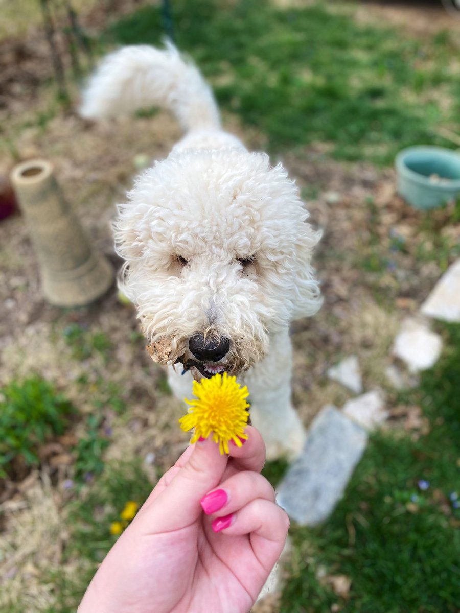 ell_komp's tweet photo. little man does not understand flowers are for sniffing😤😔 https://t.co/HbWx98DXZu