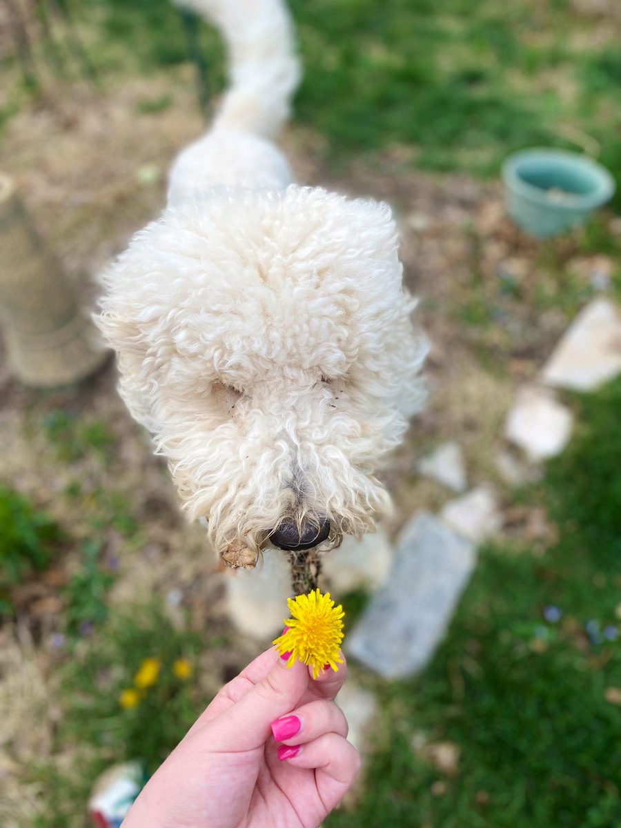 ell_komp's tweet photo. little man does not understand flowers are for sniffing😤😔 https://t.co/HbWx98DXZu
