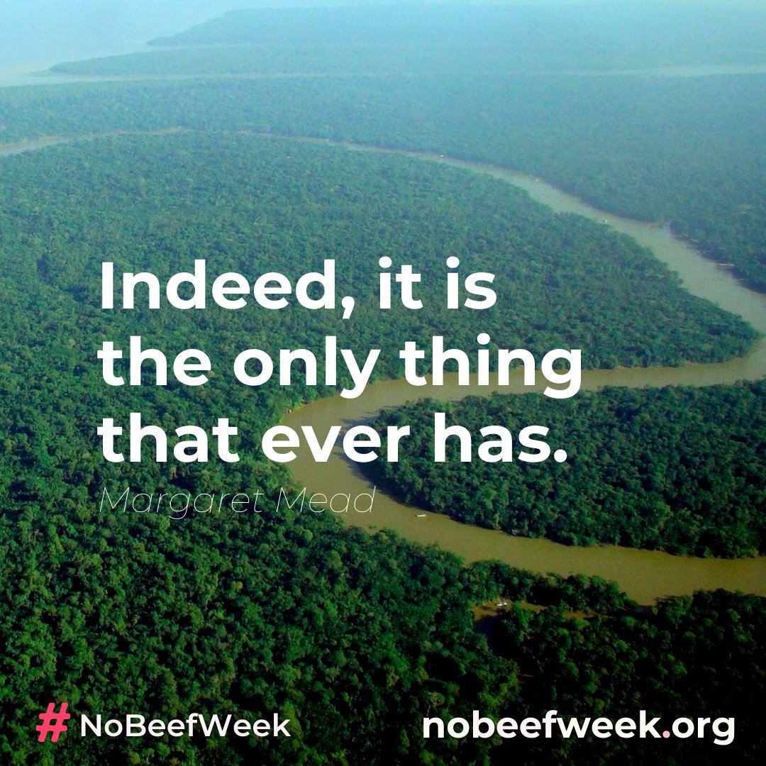 #NoBeefWeek tweet media