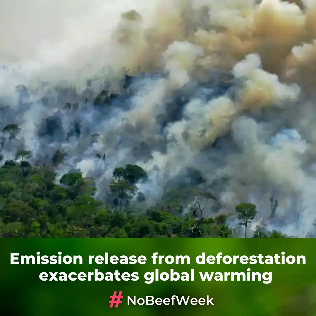 #NoBeefWeek tweet media