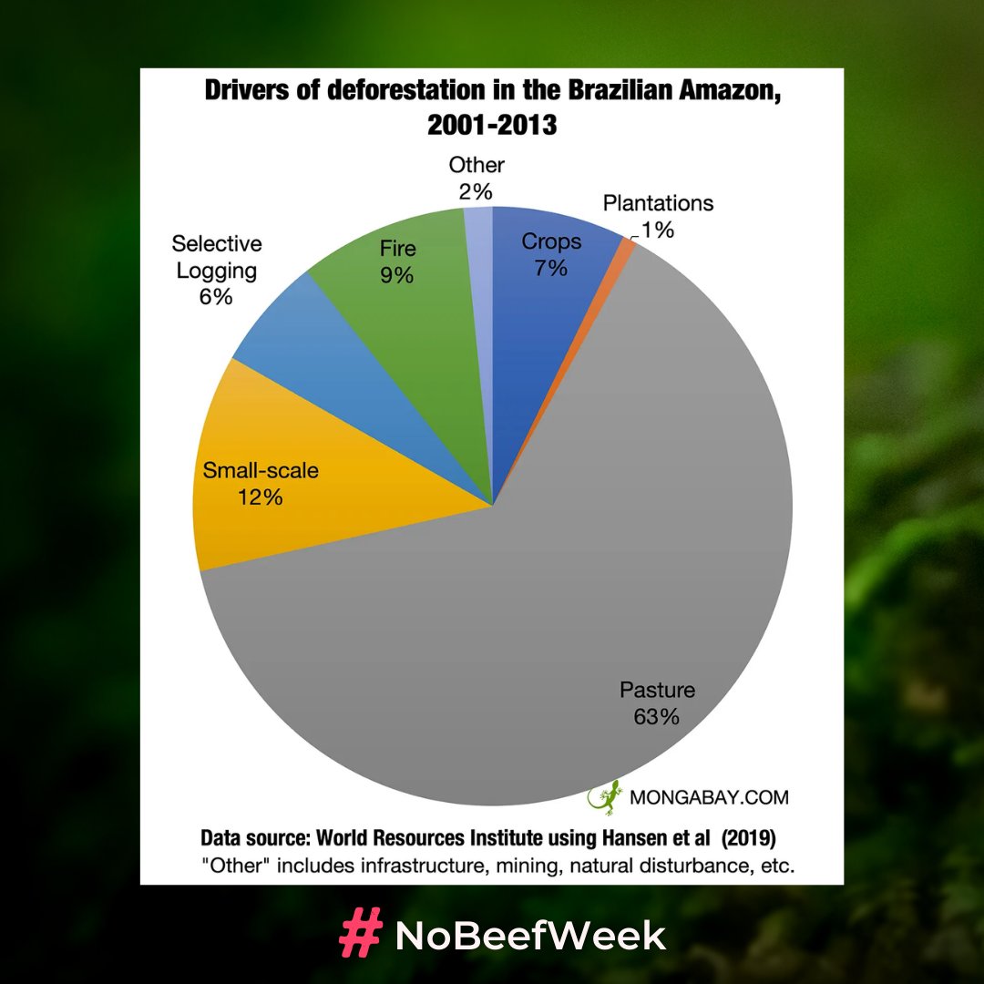 #NoBeefWeek tweet media