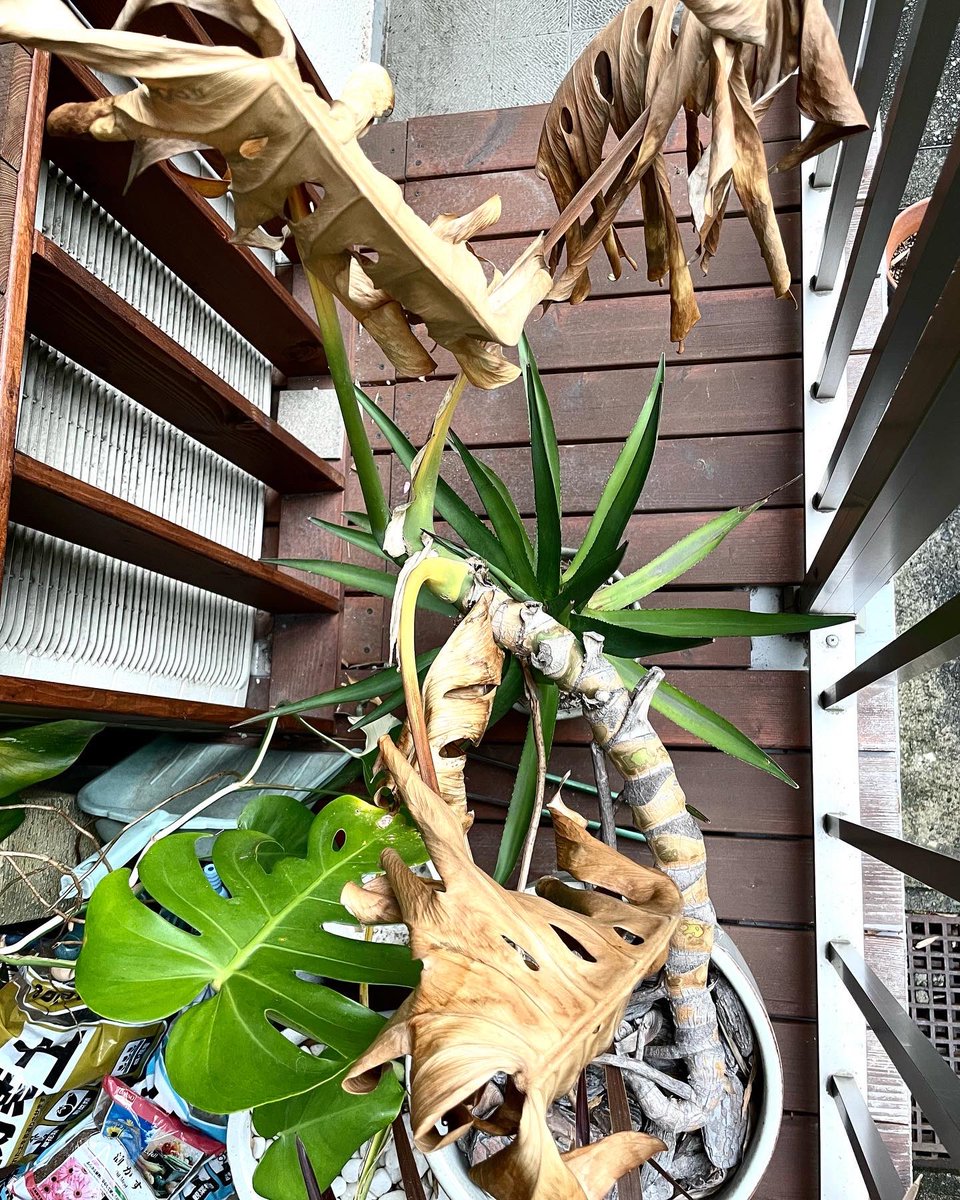 monsteramania's tweet photo. いつもの春の光景。屋外冬越しのモンステラ たち。雪が多かったり寒い冬だった時によりこうなります。
そして既に新芽が出てきました。

#monsteramania #monstera #モンステラマニア #モンステラ #midcenturydesign #グリーンのある暮らし #botanicalart  #植物のある暮らし https://t.co/cuuHPAgskp