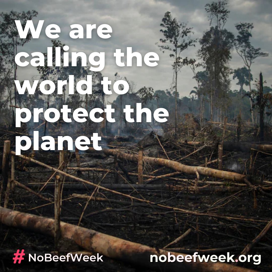 #NoBeefWeek tweet media