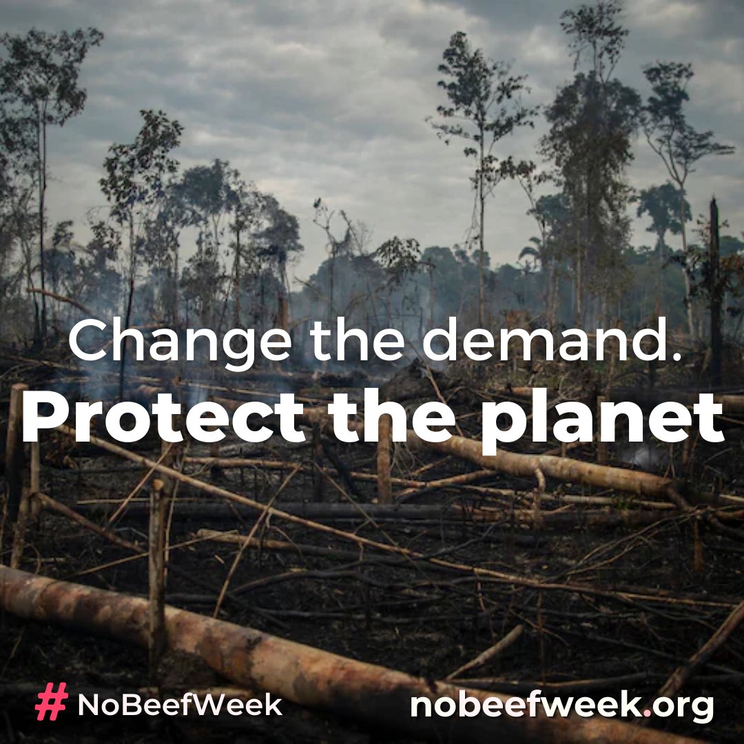 #NoBeefWeek tweet media