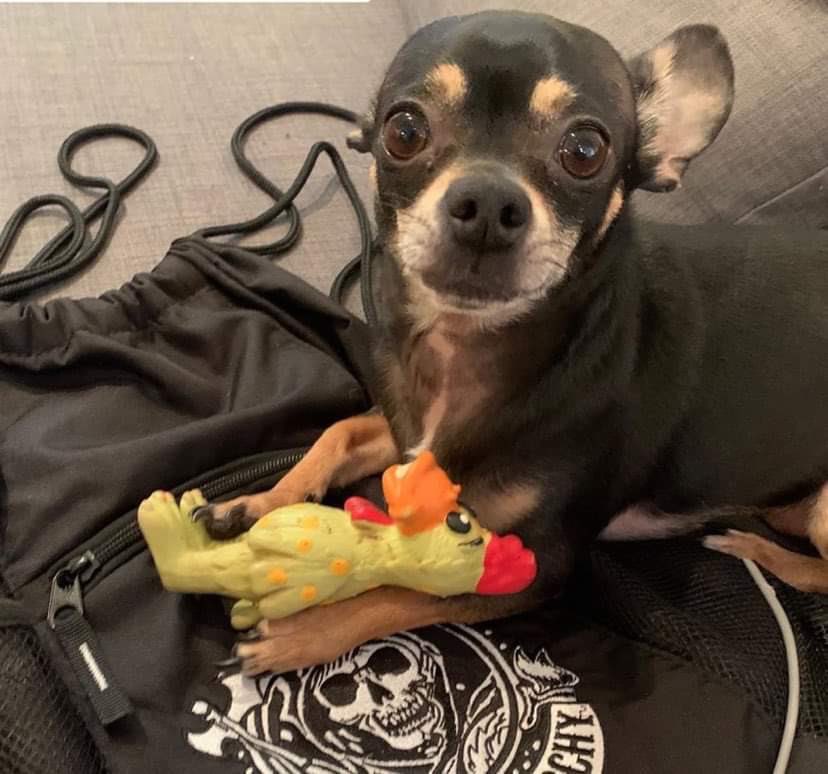 SOAMediaAddicts's tweet photo. @JDPardo My #Tigray &amp; #Sam (cro) are available but they might be in the other side if you wait too long 😂 #MayansFX #DogsOfAnarchy https://t.co/9lR423Pe7R